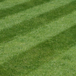 Lawn Seed Mixtures